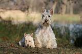 SCOTTISH TERRIER 020